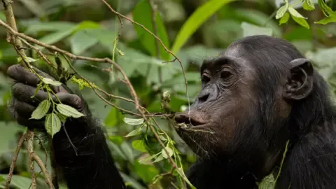 Chimpanzees Ingesting the Equivalent of One Lager Per Day from Overripe Produce, Investigation Reveals