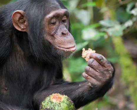 Apes Ingest Daily Ethanol Comparable to a Beer from Ripe Figs