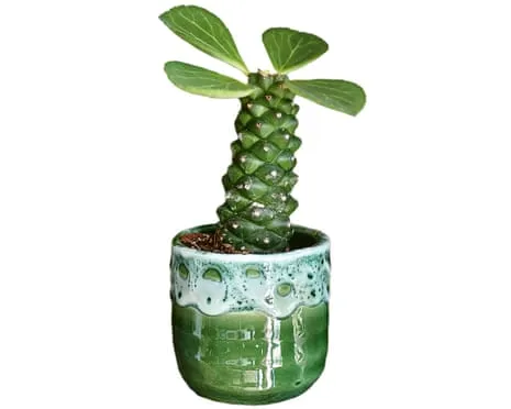 Can This Euphorbia Ritchiei Ever Grow Leaves Back?
